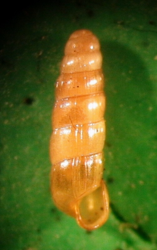 Acicula lineata sublineata (Andreae, 1883) - Alpi Apuane